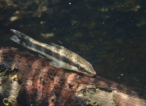 Otocinclus bororo - Underwater shot: Mato Grosso Do Sul