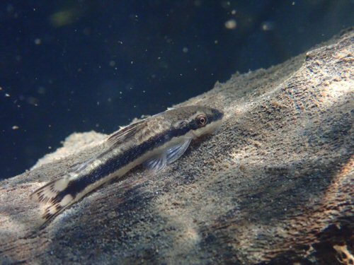 Otocinclus bororo - Underwater shot Mato Grosso Do Sul: