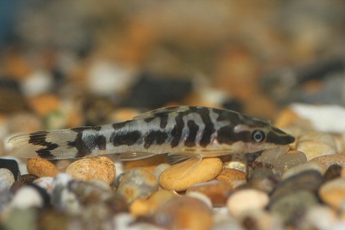 Otocinclus cocama