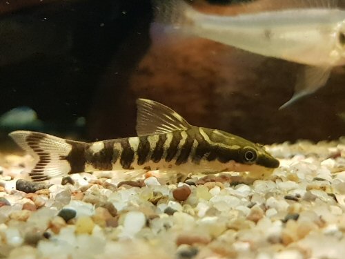 Otocinclus cocama