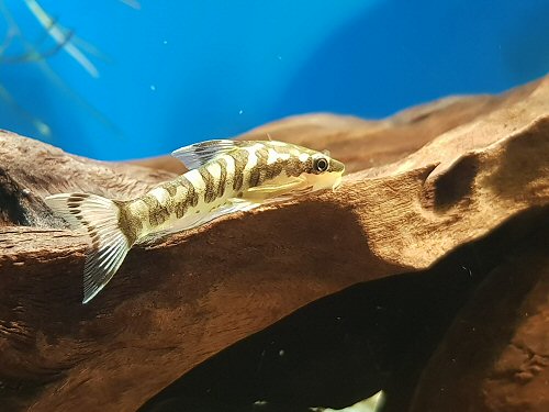 Otocinclus cocama