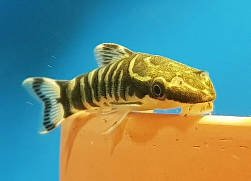 Otocinclus cocama = head view