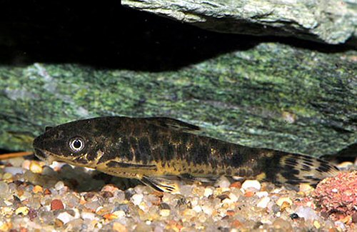 Otocinclus flexilis