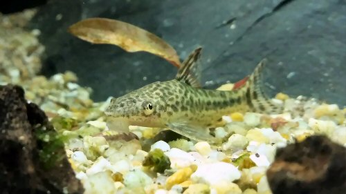 Otocinclus flexilis