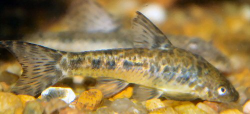 Otocinclus flexilis =North West Uruguay, Articas Region