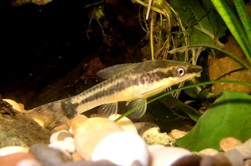 Otocinclus hoppei 