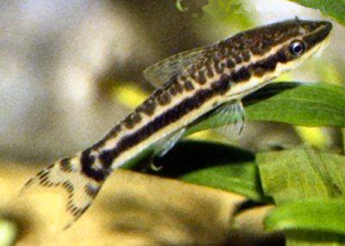 Otocinclus huaorani 