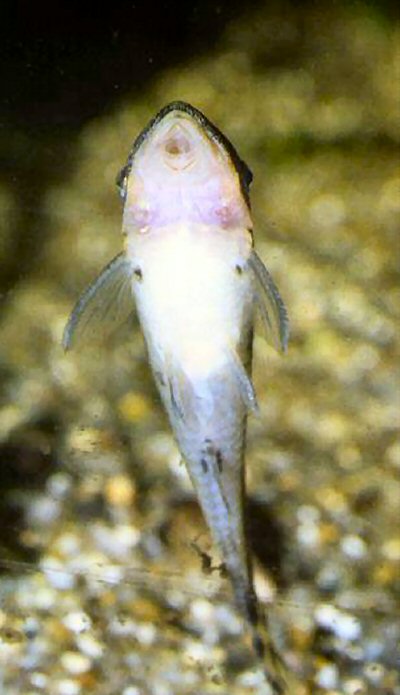 Otocinclus huaorani  = ventral view