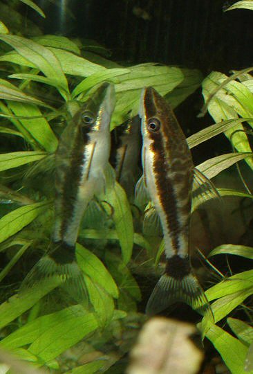 Otocinclus macrospilus 