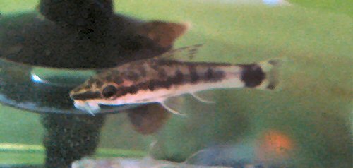 Otocinclus macrospilus