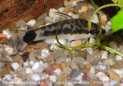 Otocinclus macrospilus 