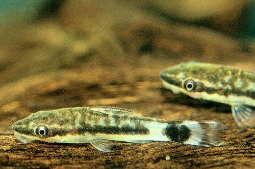 Otocinclus macrospilus 