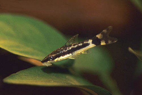 Otocinclus mariae