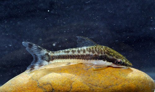 Otocinclus sp. (1)