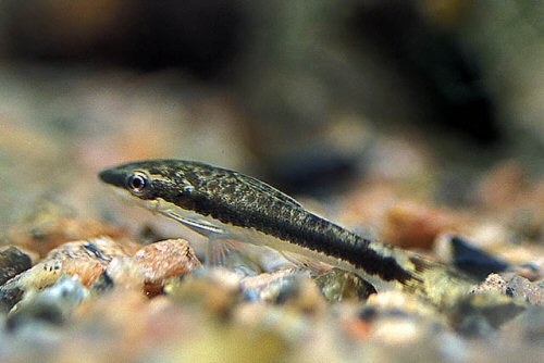 Otocinclus vestitus