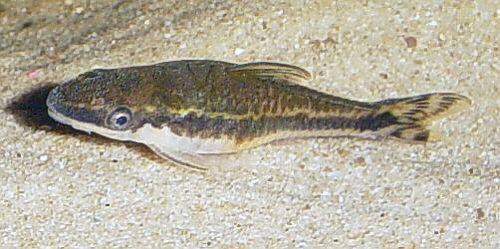 Otocinclus vittatus