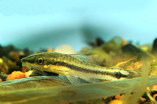 Otocinclus vittatus 