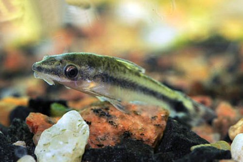 Otocinclus vittatus 