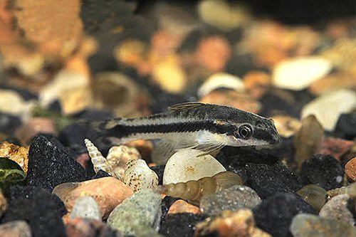 Otocinclus vittatus