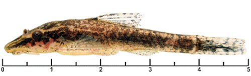 Otothyropsis marapoama