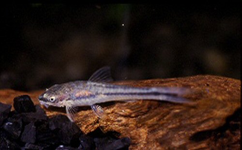 Otocinclus affinis 