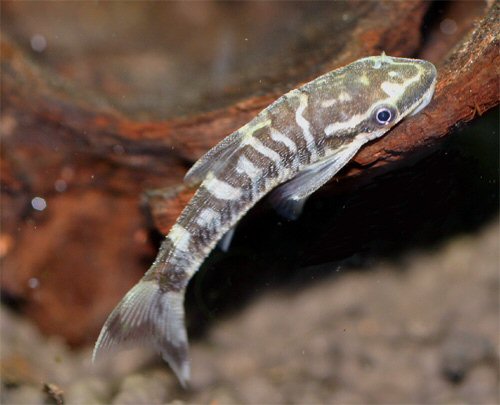 Otocinclus cocama