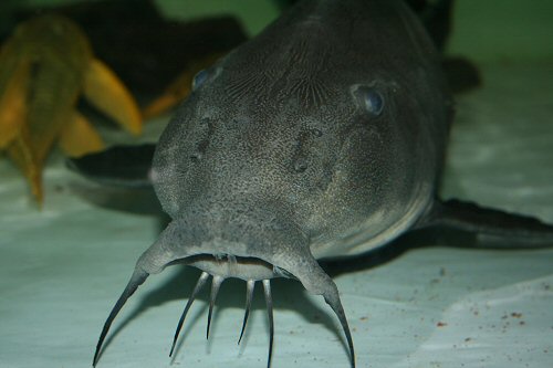 Oxydoras niger = showing barbels