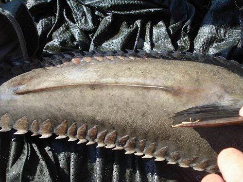 Oxydoras niger = Showing bony scutes 