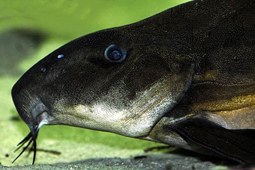 Oxydoras sifontesi  = head view