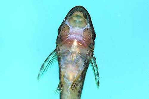 Oxyropsis acutirostris = ventral view