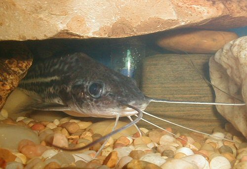 Pimelodus albofasciatus = head view