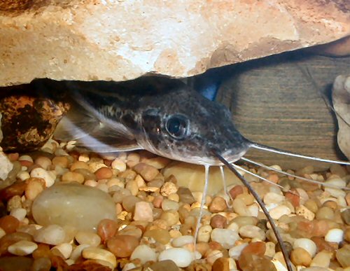 Pimelodus albofasciatus = head view