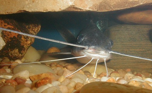 Pimelodus albofasciatus = head view