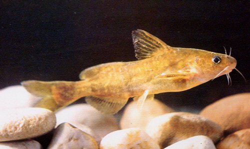 Tachysurus brevicaudatus