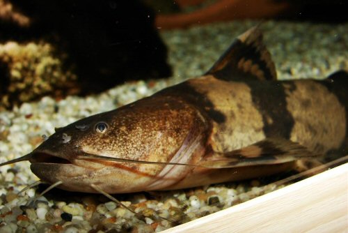 Pseudopimelodus bufonius = showing head area