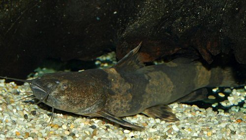 Pseudopimelodus bufonius 