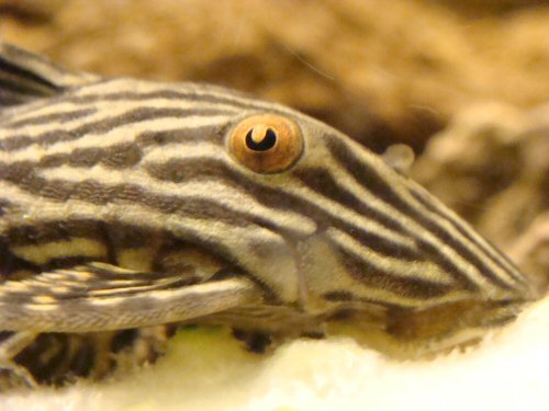 Panaque nigrolineatus = close-up of head