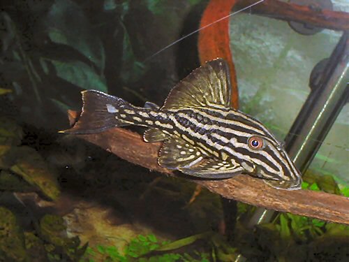 Panaque nigrolineatus 