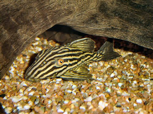 Panaque nigrolineatus 