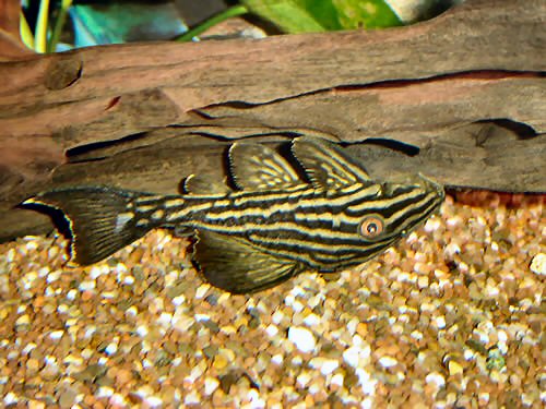 Panaque nigrolineatus 