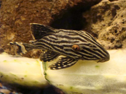 Panaque nigrolineatus 