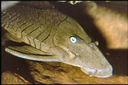 Panaque cochliodon