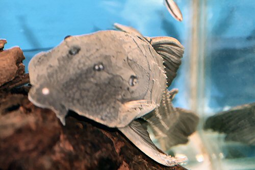 Panaque cochliodon = head view