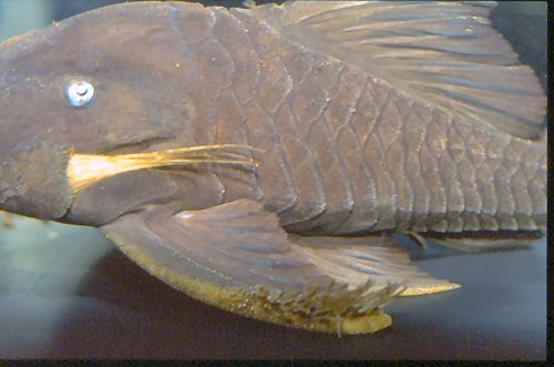 Panaque cochliodon = Showing Interopercular spines