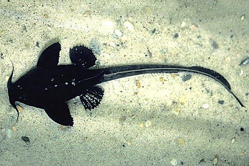 Platystacus cotylephorus - dorsal view of dark specimen