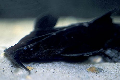 Platystacus cotylephorus - head view