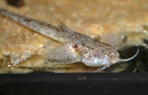 Pterobunocephalus dolichurus