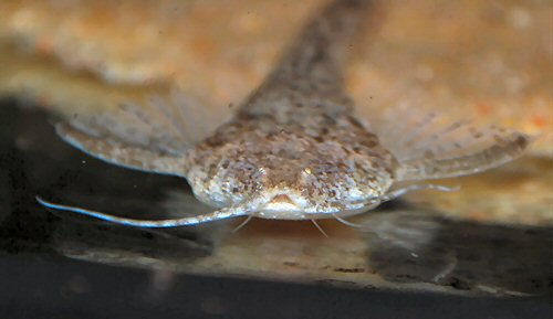 Pterobunocephalus dolichurus = Head view