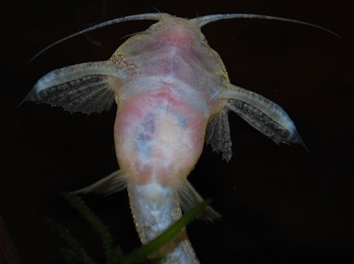 Pterobunocephalus dolichurus = ventral view