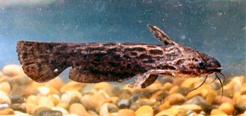 Trachelyopterus fisheri